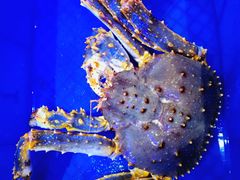 -蟹之国·精品蟹料理(极地店)