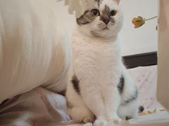 -循礼门鲜花花市(武汉循礼门店)