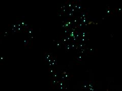 -怀托摩萤火虫洞