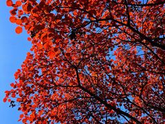 -北京西山国家森林公园