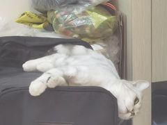 -宠福鑫康馨动物医院·骨科·眼科