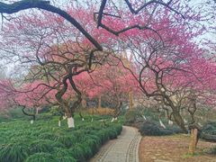 -杭州植物园