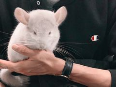 -藦茜花园宠物主题亲子互动体验馆(国顺东路店)