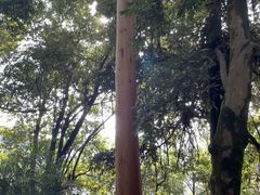 -雁南飞茶田景区