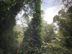 -莫里热带雨林景区