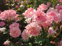 -人民公园(罗湖区)