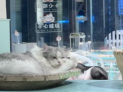 -怪兽屋·羊驼·猫咖·狗咖(俊华广场店)