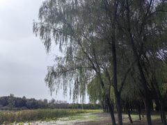 -东郊湿地公园