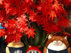 -柴犬高等学院·狗咖·柴犬售卖·宠物训练