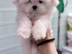 -FAELING PETS美天灵宠物(合生汇店)