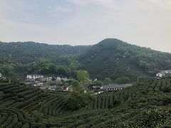 -龙井村