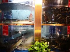 -蜀滋香鲜鱼美蛙火锅(339店)