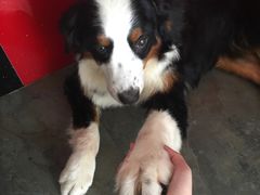 -暖阳宠物医院·犬猫康复中心·骨科