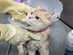 -北京观赏动物医院·24小时大型综合·猫专科·异宠专科