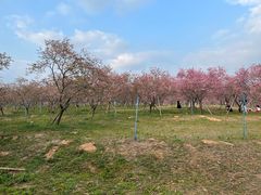 -天适樱花悠乐园