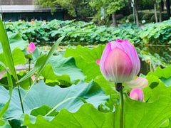 -陈家山荷花公园