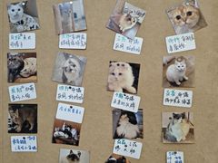 -楼上猫咖(罗湖店)