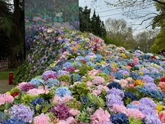 -上海共青森林公园