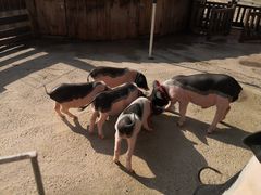 -前小桔亲子创意农场·草莓采摘·露营烧烤