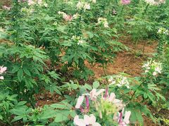 -松山湖梦幻百花洲