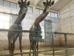 -石家庄市动物园