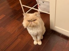 -PETKIT 小佩宠物·低压洗护·美容·寄养(安远店)