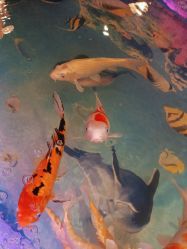 -卡通尼·Safari非洲探索乐园·生日会(金桥国际商业广场店)