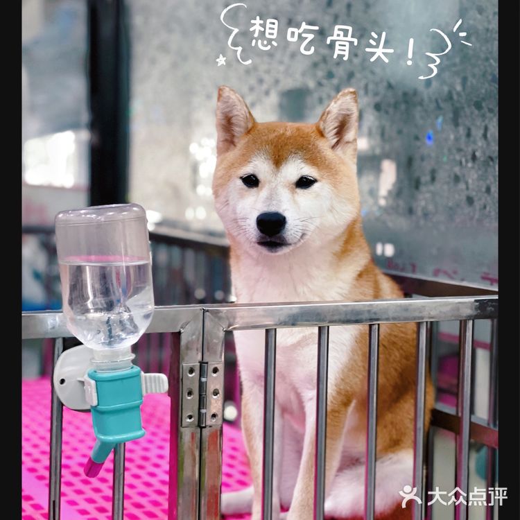 天津探店|唯爱宠物·猫狗专卖（河西店）