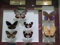 -上海昆虫博物馆