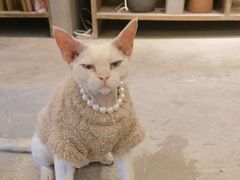 -自由生长植物工作室(深港花卉中心店)