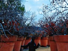 -平湖九龙山庄园圣马可酒店