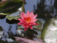 -莲花池公园