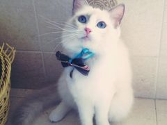 iphone_upload_pic-Bastet sally猫舍购宠(静安店)