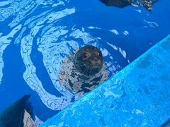 -海合安成都极地海洋公园