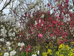-南汇桃花村