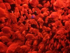 -太平洋海底世界