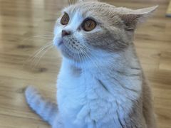 -丁家坡洋芋·观音桥好吃街A区(全国总店)