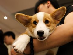 -浣熊柯尔鸭土拨鼠·电玩咖