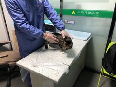 -半岛宠物医院24小时(科华中路店)