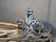 -昆明大悦城未来动物城(螺蛳湾中心店)