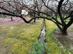 -香雪海
