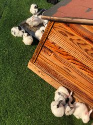 -萌宠亲子动物乐园(槐房万达店)