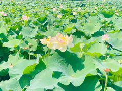 -荷塘月色湿地公园·向阳花洲