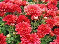 -青藏高原野生动物园