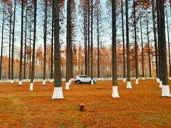 -黄海国家森林公园