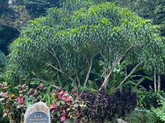 -中国科学院西双版纳热带植物园
