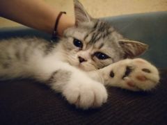 -猫友咖啡店(玉林西路店)