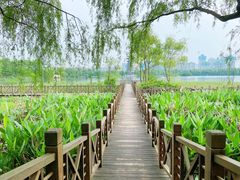 景点-洋湖国家湿地公园