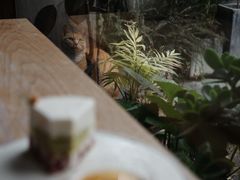 -知亘茶食