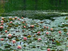 -白鹭湾湿地公园